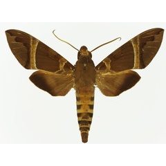 /filer/webapps/moths/media/images/C/continentis_Nephele_AM_Basquin_02.jpg