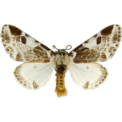 /filer/webapps/moths/media/images/I/inconcisa_Sciatta_AM_MCJM.jpg