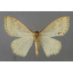 /filer/webapps/moths/media/images/I/internata_Scopula_A_ZSM_02.jpg