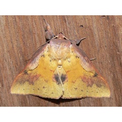 /filer/webapps/moths/media/images/F/fulminans_Lophiophora_A_Goff_02.jpg