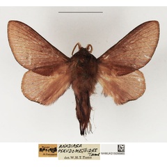 /filer/webapps/moths/media/images/P/pseudometoides_Anadiasa_AM_NHMUK.jpg