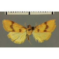 /filer/webapps/moths/media/images/G/griveaudalis_Pyrausta_HT_MNHN.jpg