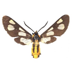 /filer/webapps/moths/media/images/F/fulvescens_Ceryx_AM_Fiebig.jpg