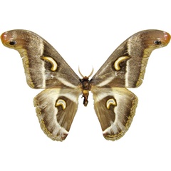 /filer/webapps/moths/media/images/P/ploetzi_Epiphora_AM_MCJM.jpg