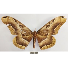 /filer/webapps/moths/media/images/L/lucina_Dactyloceras_AM_TMSA_01.jpg