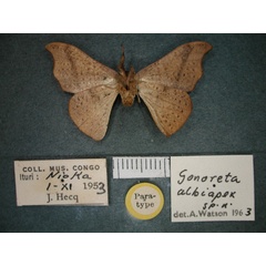/filer/webapps/moths/media/images/A/albiapex_Gonoreta_PT_RMCA_02.jpg