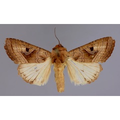 /filer/webapps/moths/media/images/C/cinisigna_Conservula_A_RMCA_01.jpg