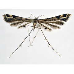 /filer/webapps/moths/media/images/D/direptalis_Amblyptilia_A_NHMO_02.jpg