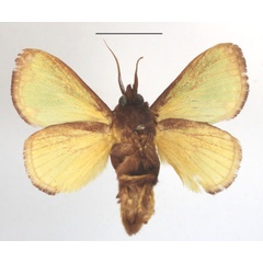 /filer/webapps/moths/media/images/U/urda_Latoia_A_MGCLb_02.jpg