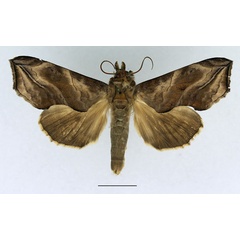 /filer/webapps/moths/media/images/C/cerne_Oraesia_AM_Basquin_02.jpg