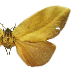 /filer/webapps/moths/media/images/R/rohdei_Pachypasa_HT_MfN.jpg