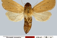Sesamia veronica