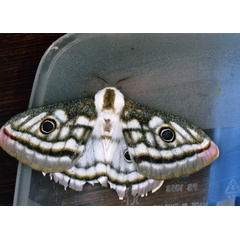 /filer/webapps/moths/media/images/A/apollonia_Heniocha_A_Roland_01.jpg