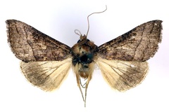 Thysanoplusia violascens