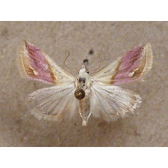 /filer/webapps/moths/media/images/A/acarodes_Eublemma_A_Butler_02.jpg