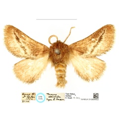 /filer/webapps/moths/media/images/A/albiviata_Thosea_ST_BMNH_01_av6eaV5.jpg