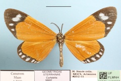 Aletis sapor