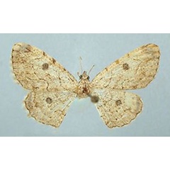 /filer/webapps/moths/media/images/C/clarissima_Orbamia_HT_ZSMa.jpg