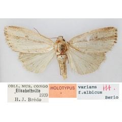 /filer/webapps/moths/media/images/A/albicans_Micraxylia_HT_RMCA_5Ul90oo.jpg