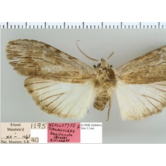 /filer/webapps/moths/media/images/B/basipuncta_Turnacoides_NAT_NMB.jpg