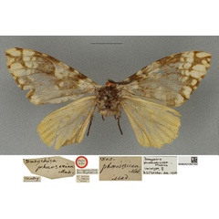 /filer/webapps/moths/media/images/P/phaeosericea_Dasychira_HT_NHMUKa.jpg