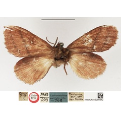 /filer/webapps/moths/media/images/S/sublineata_Poecilocampa_HT_NHMUK.jpg