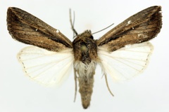 Leucania curvula