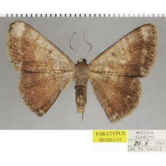 /filer/webapps/moths/media/images/C/clarapicata_Pycnostega_PTF_ZSM.jpg