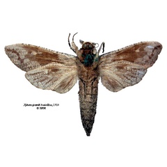 /filer/webapps/moths/media/images/S/sjostedti_Xyleutes_STM_SNHMb.jpg