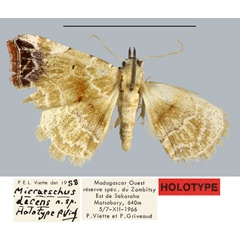 /filer/webapps/moths/media/images/D/decens_Micraeschus_HT_MNHN.jpg