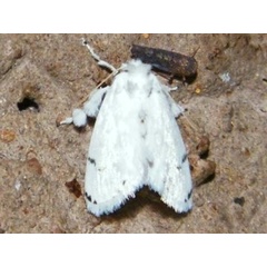 /filer/webapps/moths/media/images/L/lactea_Jordaniana_A_Mateke.jpeg