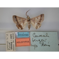 /filer/webapps/moths/media/images/B/bergeri_Cerocala_HT_RMCA_01.jpg