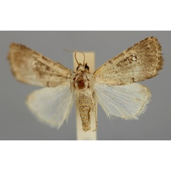 /filer/webapps/moths/media/images/H/heliastis_Athetis_A_RMCA.jpg