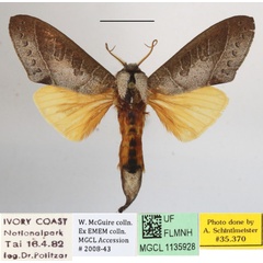 /filer/webapps/moths/media/images/B/bisecta_Tmetopteryx_A_MGCLa_02.JPG