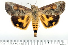 Hypocala florens