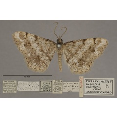 /filer/webapps/moths/media/images/C/calvifrons_Chiasmia_PT_OUMNHa_03.jpg
