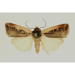 /filer/webapps/moths/media/images/P/prosarca_Micragrotis_AM_RMCA.jpg