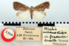 Athetis fuscoirrorata