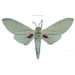 /filer/webapps/moths/media/images/K/kuchleri_Neoclanis_HT_ZSMa.jpg