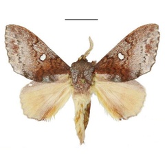 /filer/webapps/moths/media/images/P/pruinosa_Hypotrabala_HT_ANHRT.jpg