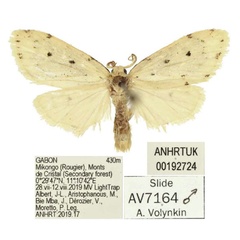 /filer/webapps/moths/media/images/A/alberti_Siccia_HT_ANHRT.jpg