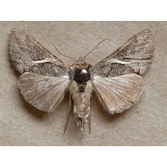 /filer/webapps/moths/media/images/V/vittata_Vittaplusia_A_Butler.jpg