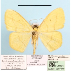 /filer/webapps/moths/media/images/S/straminea_Scopula_A_MGCLa_01.jpg