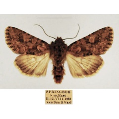 /filer/webapps/moths/media/images/C/cimbebasia_Hadula_AM_TMSA_02_rgRDFYP.jpg