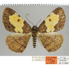 /filer/webapps/moths/media/images/B/bifida_Xylopteryx_HT_ZSMa.jpg