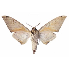 /filer/webapps/moths/media/images/A/admatha_Pseudoclanis_AM_EMEM_02b.jpg