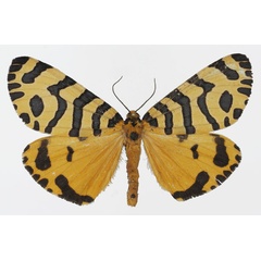 /filer/webapps/moths/media/images/T/tigris_Amphicallia_AM_Basquin_01.jpg