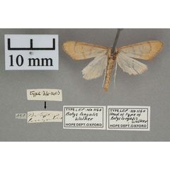 /filer/webapps/moths/media/images/L/longalis_Botys_HT_OUMNH_01.jpg