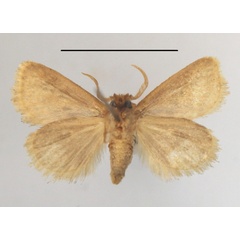 /filer/webapps/moths/media/images/F/fuscifusa_Macroplectra_A_MGCLb_01.JPG
