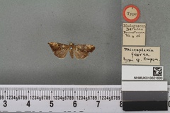 Microplexia ferrea